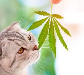 What Do I Do if My Cat Ingests Marijuana?