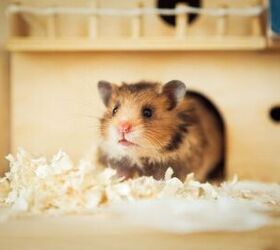 what is the difference between a hamster and a dwarf hamster, Photo credit BetterTomorrow Shutterstock com