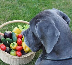 dog nurturing cherry tomato goes viral, Photo Credit ElenVik Shutterstock com