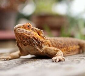 is a bearded dragon the right pet for me, Photo credit kackaborovska Shutterstock com