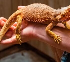 is a bearded dragon the right pet for me, Photo credit Martin Erdniss Shutterstock com