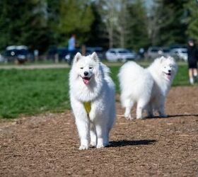 Is an Off-Leash Park Right for My Dog?