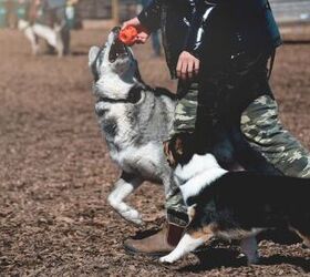 is an off leash park right for my dog, Photo credit JulieK2 Shutterstock com