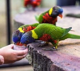 can a parrot get dehydrated, Tanya Terekhina Shutterstock