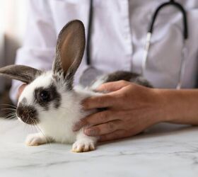 what are symptoms of heatstroke in rabbits, ElenaYakimova Shutterstock