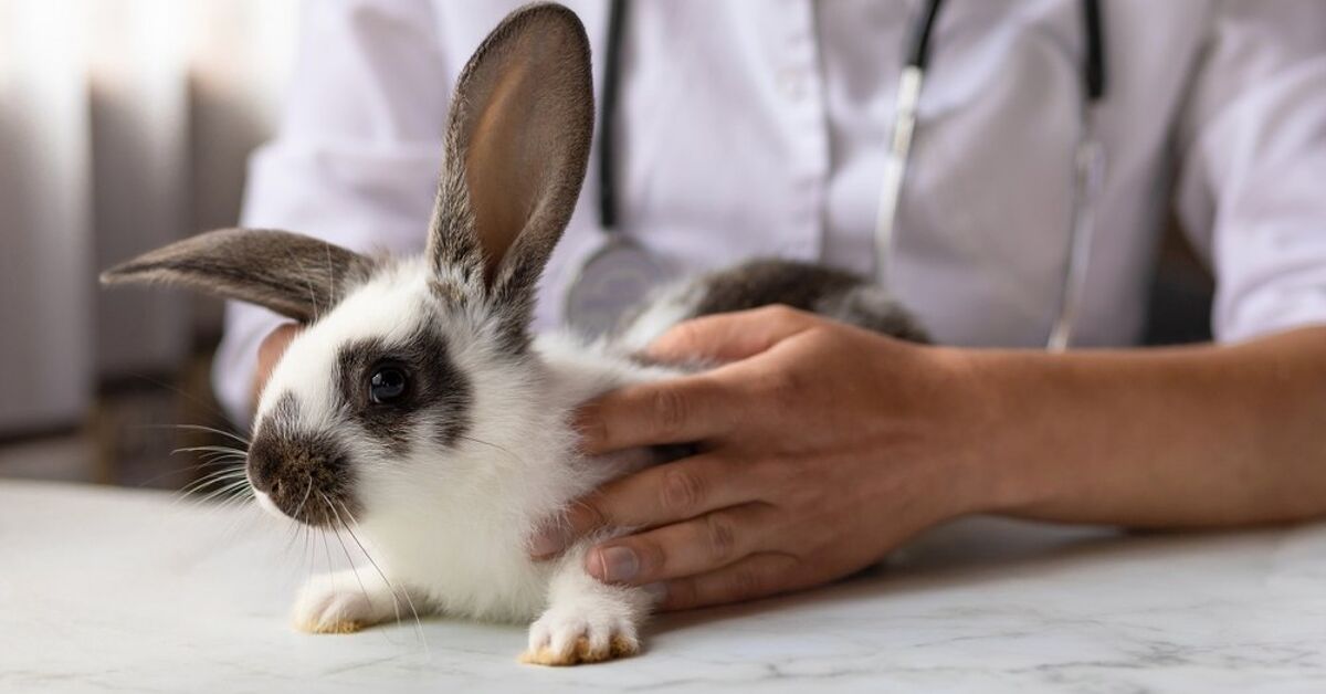 What Are Symptoms of Heatstroke in Rabbits? | PetGuide