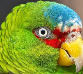 hundreds wanted to adopt a swearing parrot now he has a perfect home, fluffandshutter Shutterstock