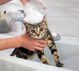 should you bathe your cat, Victoria 1 Shutterstock