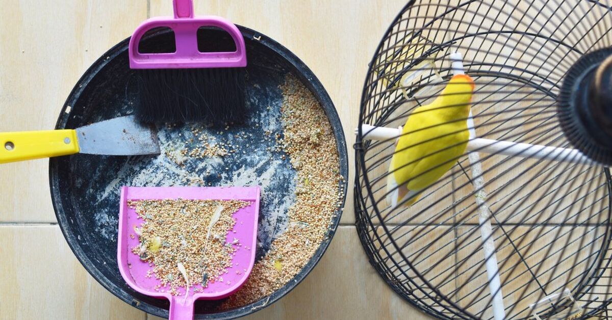 Can You Potty Train A Parrot PetGuide can-you-potty-train-a-parrot-petguide