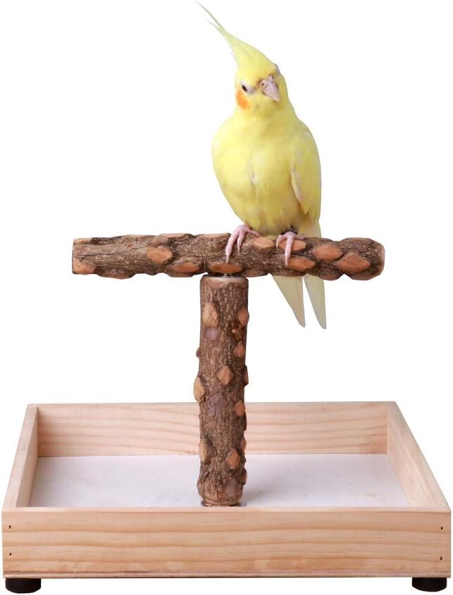 Can You Potty Train A Parrot PetGuide can-you-potty-train-a-parrot-petguide