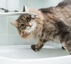 how to keep your cat hydrated, Sergio Photone Shutterstock