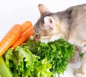 is your cat ready to chow down on carrots and cukes, Photo Caption Marina Demeshkd Shutterstock com