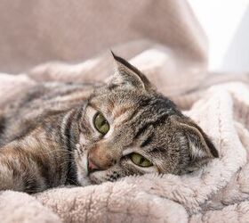 cats grieve according to study, Julia Cherk Shutterstock