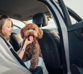 Lyft is Making it Easier Than Ever to Travel With Pets!