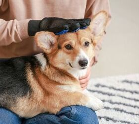 do grooming gloves work, Photo credit Pixel Shot Shutterstock com