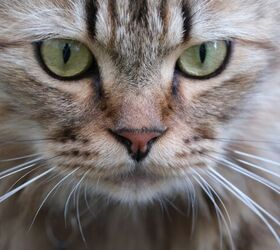 should i be worried if my cat s nose is dry, Photo credit xtine surya Shutterstock com