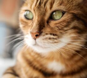 should i be worried if my cat s nose is dry, Photo credit Svetlana Rey Shutterstock com