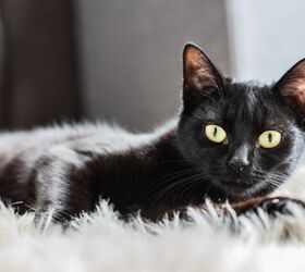 12-Year-Old Rescue Cat’s Reaction to First Toy Melts Hearts