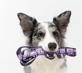 dog soundboard buttons the jury s back on whether they work, Photo Credit fotodrobik Shutterstock com