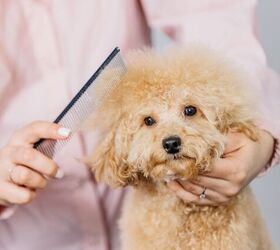 do hypoallergenic dogs really exist, Photo credit wedmoments stock Shutterstock com