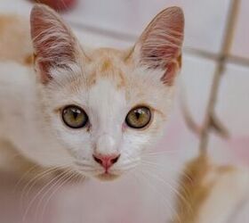 audio a 4 eared kitten is turning heads in tennessee, Photo credit Witri Gustiani Shutterstock com