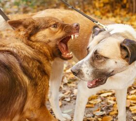 canadian city takes a different approach to dangerous dogs, Photo Credit Bogdan Sonjachnyj