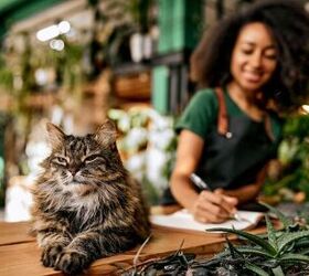 unique ct caf offers cats coffee and a passion for social justice, Photo credit Harbucks Shutterstock com