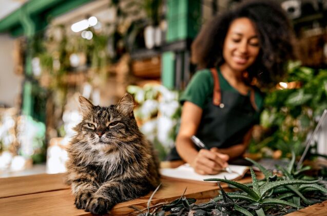 Caf Cat Unique CT Café Offers Cats, Coffee, and A Passion for Social Justice ...