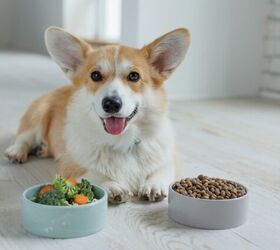 Do Dogs Need Fiber in Their Diet?