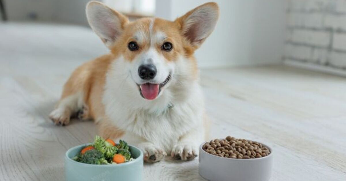 Stunning Do Dogs Require Fiber From Eating Yarrow image