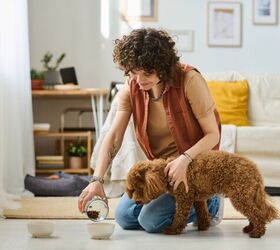 do dogs need fiber in their diet, Photo credit AnnaStills Shutterstock com