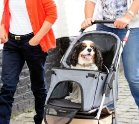 does my dog need a stroller, Photo credit LEON COLON ORTEGA Shutterstock com