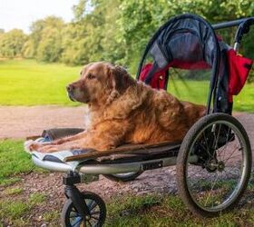 does my dog need a stroller, Photo credit Marmalade Photos Shutterstock com