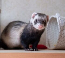 is a ferret the right pet for me, Photo credit Irina Vasilevskaia Shutterstock com