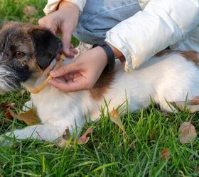 what collar is best for my dog, Photo credit Luiza Kamalova Shutterstock com