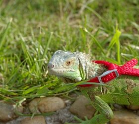 how do i travel with a small animal or reptile, Photo credit NagyDodo Shutterstock com