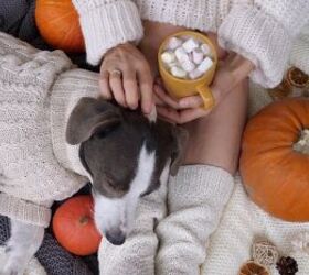 cozy fall is back and so are greenies pumpkin spice dental treats, Sia Footage Shutterstock