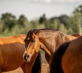 How to Recognize an Overheated Horse