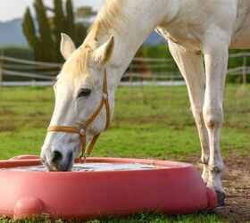 how much water should my horse drink daily, 22Images Studio Shutterstock