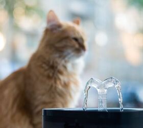 What to Know About Dehydration in Cats