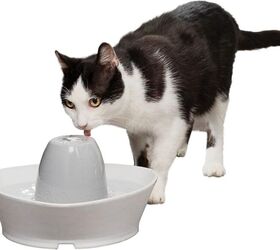 what to know about dehydration in cats