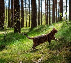 cat travels hundreds of miles to find his way home, EvaGai Shutterstock