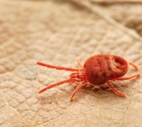 can dogs get harvest mites, Mi St Shutterstock