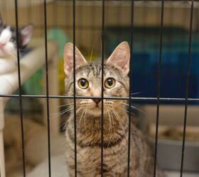 things to consider before adopting an adult cat, Photo credit JW Design Shutterstock com