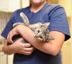 things to consider before adopting an adult cat, Photo credit JW Design Shutterstock com