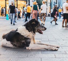 animal activists push back on culling strays, Photo Credit Yusuf Ucuz Shutterstock com