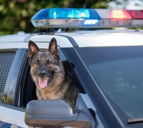 Georgia Non-Profit Gives Shelter Dogs a Second Chance as Police K9s