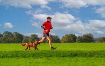How Much Exercise Does a Cockapoo Need? | PetGuide