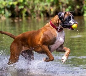 how much exercise does my dog need, Photo credit Sue Thatcher Shutterstock com