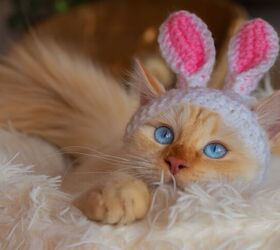 Scientists Record Cat Brain Activity with Crocheted Hats